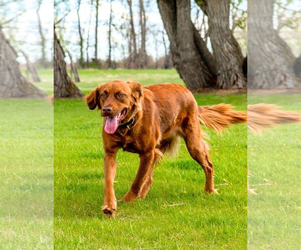 Medium Photo #5 Golden Shepherd Puppy For Sale in Laramie, WY, USA