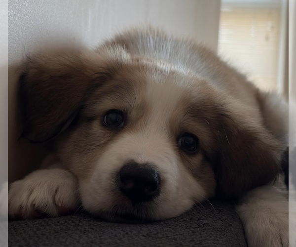 Medium Photo #4 Great Pyrenees-Unknown Mix Puppy For Sale in Brooklyn, NY, USA