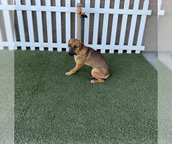 Medium Photo #1 German Shepherd Dog Puppy For Sale in Modesto, CA, USA