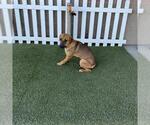 Small German Shepherd Dog