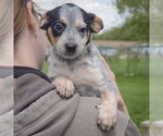 Small #4 Pug Mix