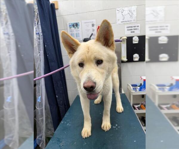 Medium Photo #1 Akita-Chow Chow Mix Puppy For Sale in Mobile, AL, USA