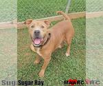 Small #2 American Pit Bull Terrier