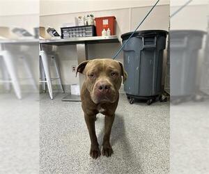 American Pit Bull Terrier Dogs for adoption in Houston, TX, USA