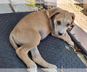 Golden Retriever Dogs for adoption in San Antonio, TX, USA