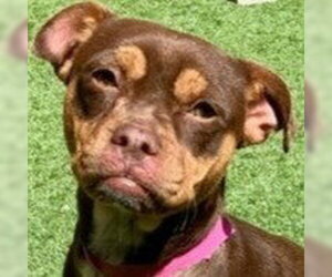 American Staffordshire Terrier-Chihuahua Mix Dogs for adoption in Lake Forest, CA, USA