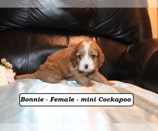 Medium Photo #2 Cockapoo (Miniature) Puppy For Sale in CLARKRANGE, TN, USA