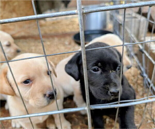 Medium Photo #8 Labrador Retriever Puppy For Sale in SHELTON, WA, USA