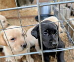 Small #7 Labrador Retriever