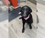 Small #1 Labrador Retriever Mix