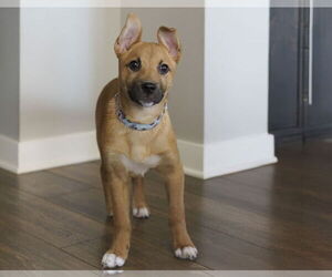 Shepradors Dogs for adoption in Princeton, MN, USA