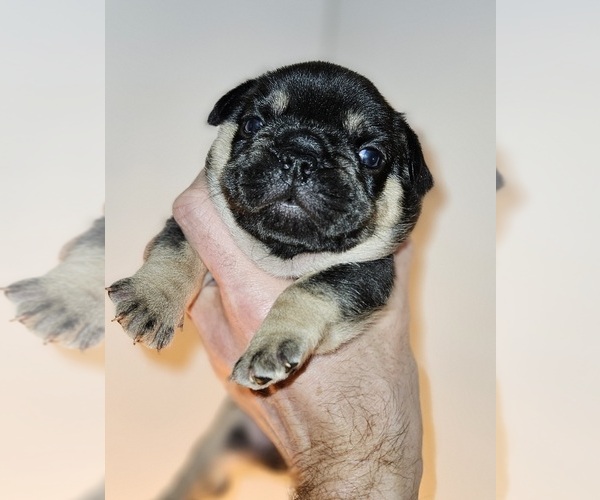 Medium Photo #5 French Bulldog Puppy For Sale in FENTON, MO, USA