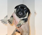 Small Photo #5 French Bulldog Puppy For Sale in FENTON, MO, USA