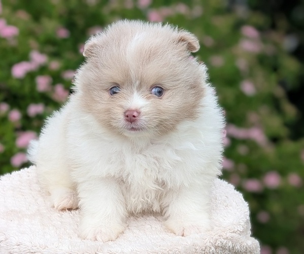 Medium Photo #15 Pomeranian Puppy For Sale in GOSHEN, IN, USA