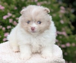 Puppy Enzo Pomeranian