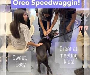 Labrador Retriever-Unknown Mix Dogs for adoption in Denver, CO, USA