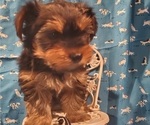 Small Photo #4 Yorkshire Terrier Puppy For Sale in MERCED, CA, USA