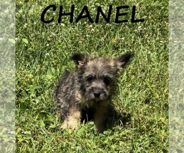 Medium Photo #1 Cairnoodle Puppy For Sale in HARTLAND, MN, USA