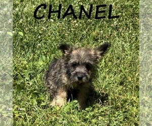 Cairnoodle Puppy for sale in HARTLAND, MN, USA