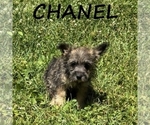 Image preview for Ad Listing. Nickname: Chanel