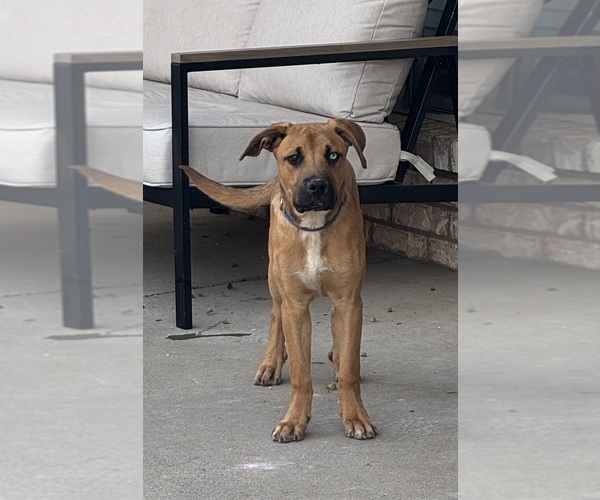 Medium Photo #2 American Mastiff-Australian Shepherd Mix Puppy For Sale in ALBUQUERQUE, NM, USA