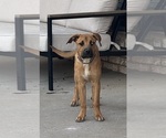 Small #1 American Mastiff-Australian Shepherd Mix