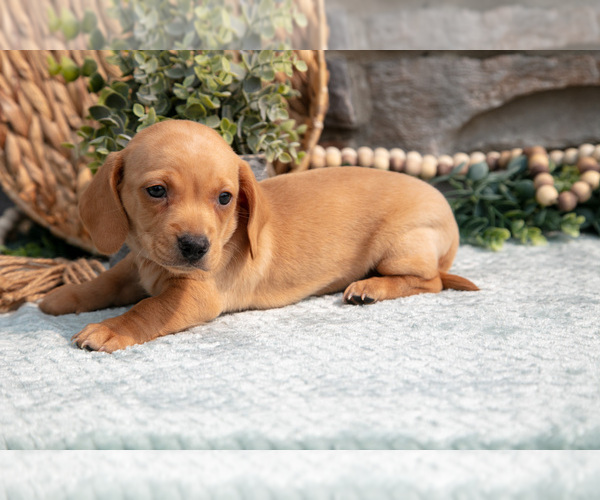 Medium Photo #3 Dachshund Puppy For Sale in NAPPANEE, IN, USA