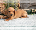 Small #2 Dachshund