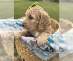 Small Photo #20 Goldendoodle Puppy For Sale in MEMPHIS, TN, USA