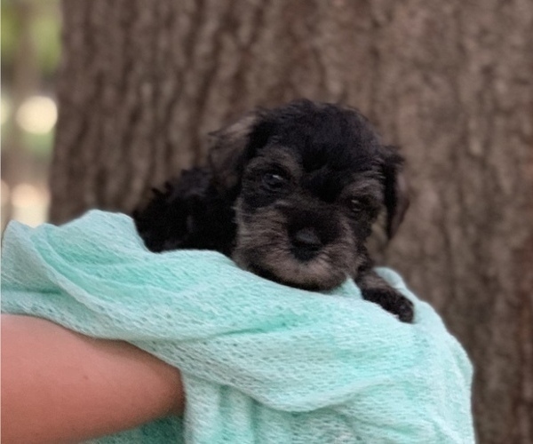 Medium Photo #2 Schnauzer (Miniature) Puppy For Sale in WINTERVILLE, GA, USA