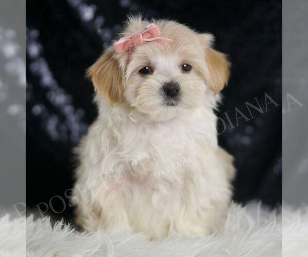 Medium Photo #6 Maltipoo Puppy For Sale in WARSAW, IN, USA