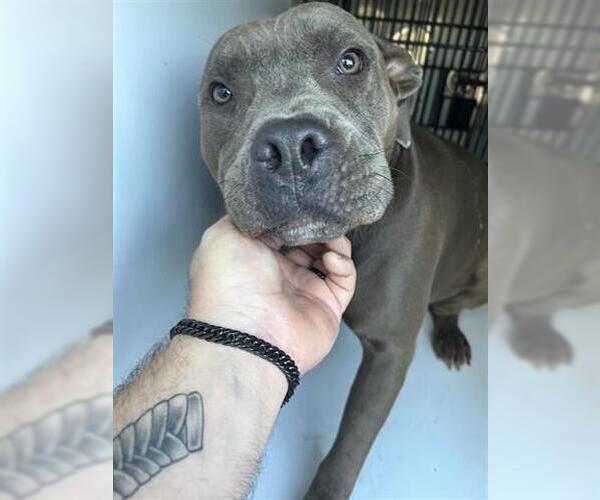 Medium Photo #1 American Pit Bull Terrier Puppy For Sale in Houston, TX, USA