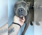 Small American Pit Bull Terrier
