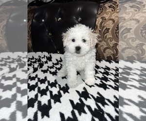 Lhasa Apso-Maltipoo Mix Puppy for sale in FRESNO, CA, USA