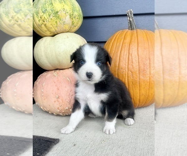 Medium Photo #8 Australian Shepherd Puppy For Sale in LODA, IL, USA
