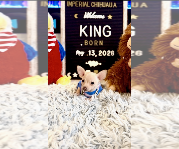 Medium Photo #8 Chihuahua Puppy For Sale in ATHENS, GA, USA