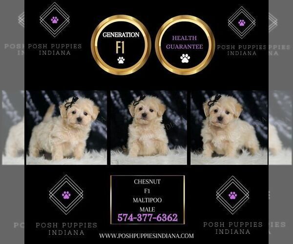 Medium Photo #5 Maltipoo (Miniature) Puppy For Sale in WARSAW, IN, USA