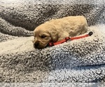 Puppy Red Golden Retriever