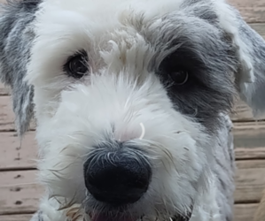 Mother of the Old English Sheepdog puppies born on 10/09/2022
