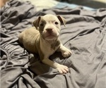 Small #6 American Bully
