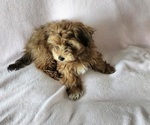 Small #11 Havanese
