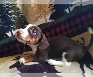 Chiweenie Puppy for sale in CANTON, GA, USA