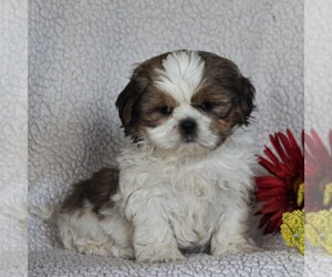 Shih Tzu Puppy for sale in NARVON, PA, USA