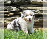 Small #1 Australian Shepherd