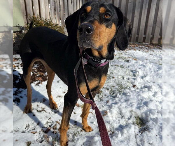 Medium Photo #4 Coonhound-Unknown Mix Puppy For Sale in Stanhope, NJ, USA