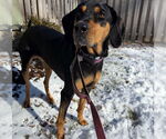 Small #3 Coonhound Mix
