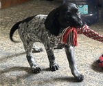 Small Photo #24 German Shorthaired Pointer Puppy For Sale in STATE COLLEGE, PA, USA