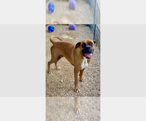 Medium Photo #2 Boxer Puppy For Sale in Austin, TX, USA