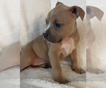 Small Photo #8 American Bully Puppy For Sale in KENT, WA, USA