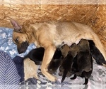 Small Photo #17 German Shepherd Dog Puppy For Sale in CARROLLTON, GA, USA
